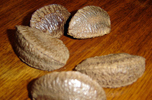 five brazil nuts in their shells