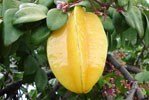 single carambola growing in a tree