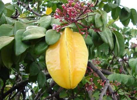 single carambola growing in a tree