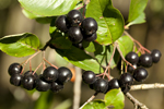 clusters of black chokeberries growing in a tree