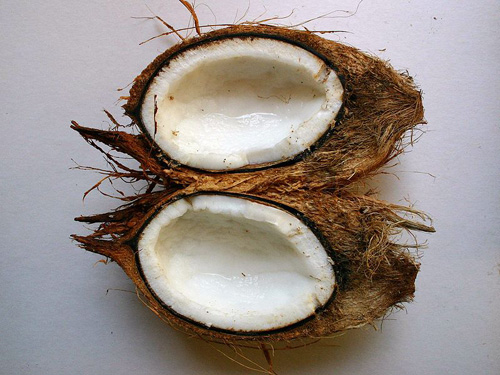 two coconut halves still in their husks