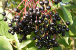 cluster of elderberries growing in a tree