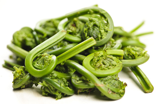 fiddlehead fern curls and stems in a pile