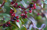 clusters of huckleberries growing in a shrub