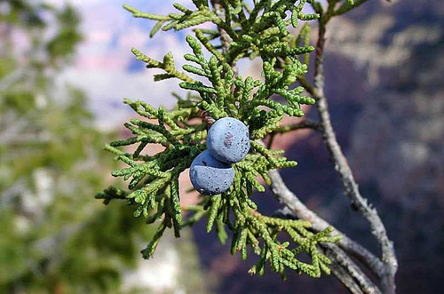 two juniper berries growing on a branch