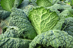 large kale leaves close up