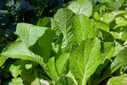 mustard green plants gdrowing