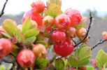 ohelo berries growing on a shrub