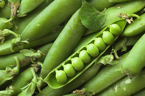 pile of fresh green peas in their pods