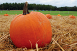 whole pumpkin with its stem sitting on hay in a pumpkin field