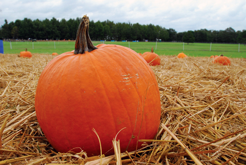 whole pumpkin with its stem sitting on hay in a pumpkin field