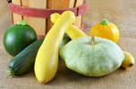 assortment of six different summer squashes